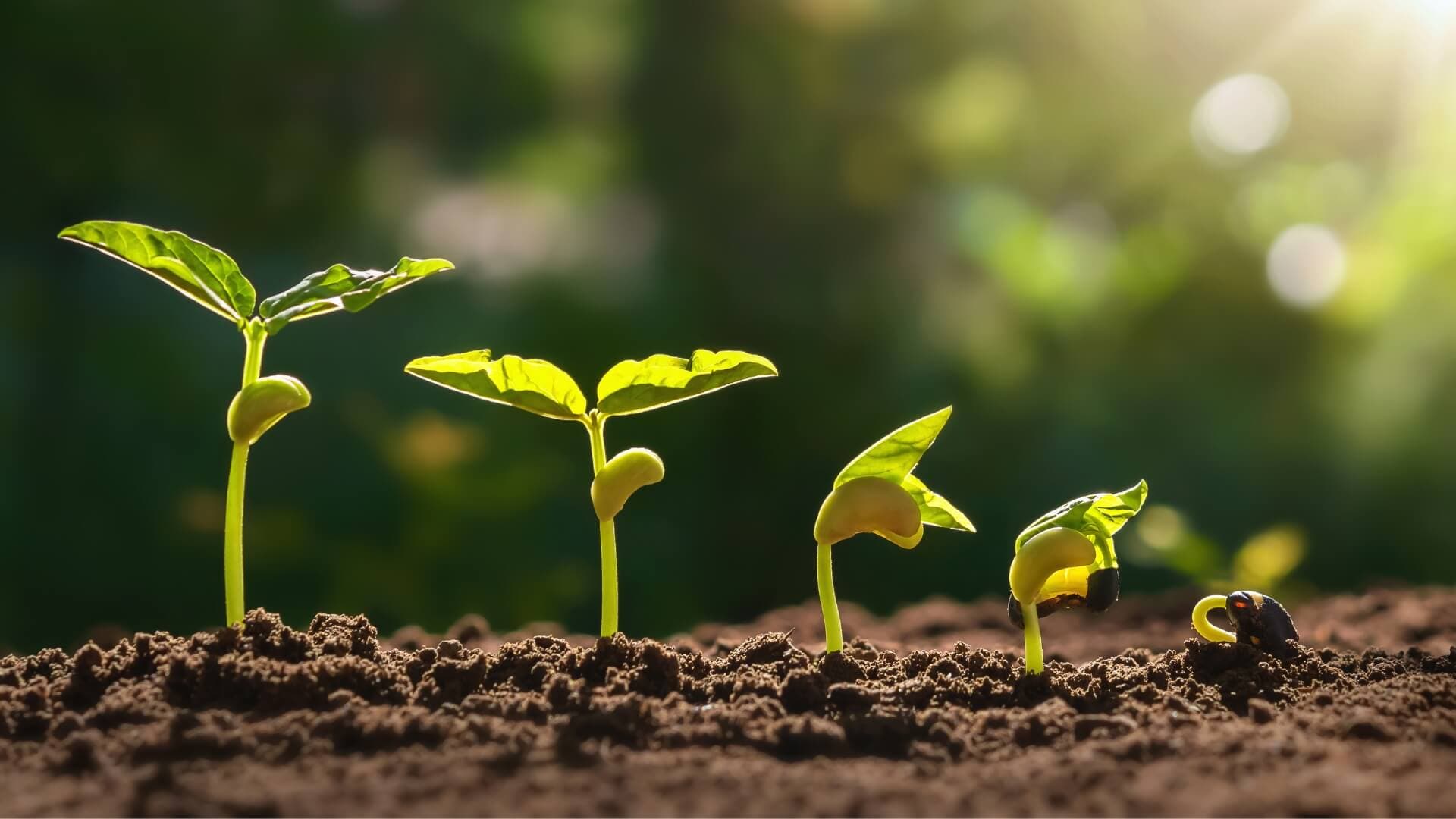 Vegetable seedlings grown from Zillay Seeds vegetable seed in Pakistan