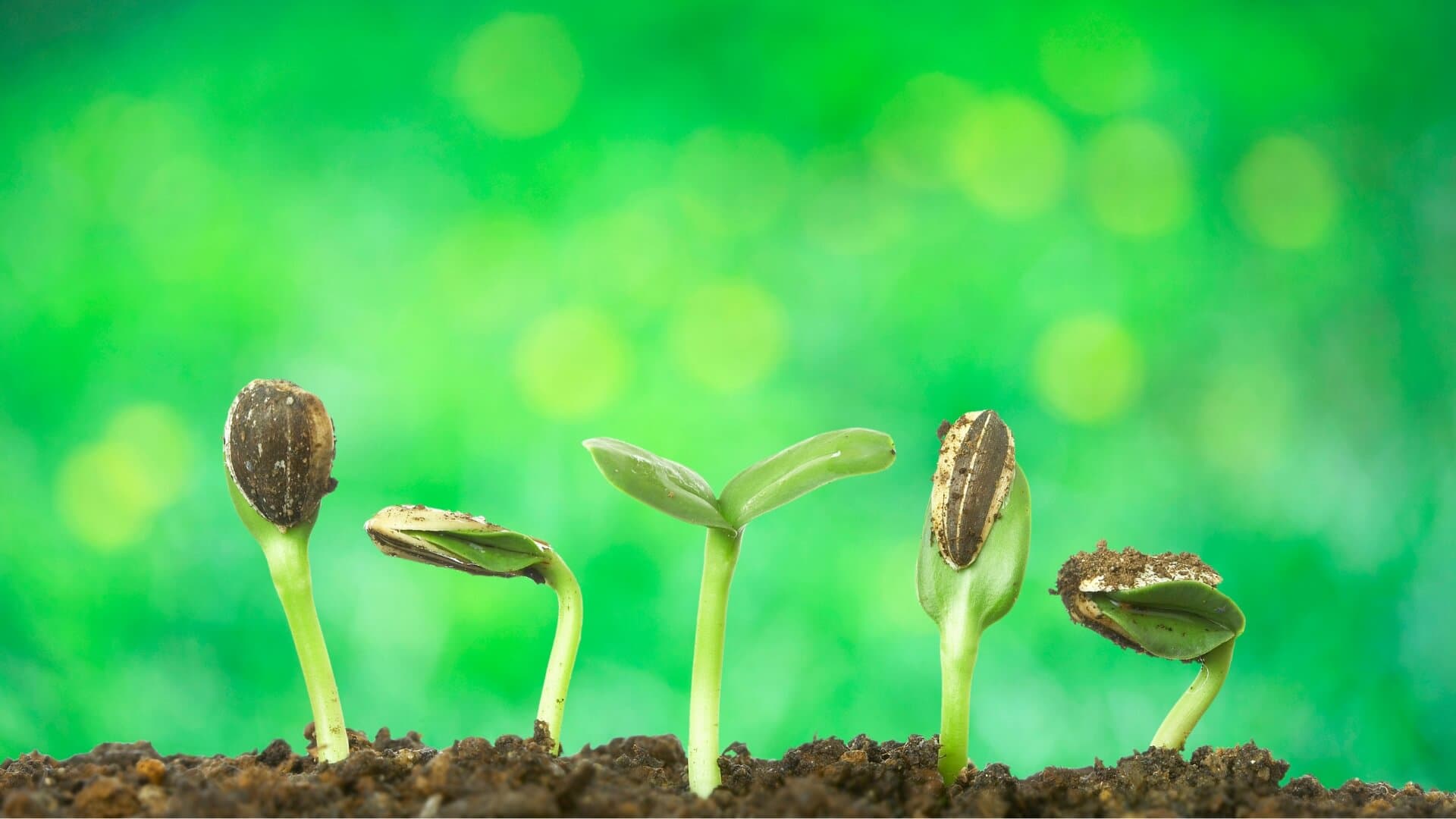 Vegetable seeds germinating in soil — Zillay Seeds Pvt Ltd, Gujranwala, Pakistan
