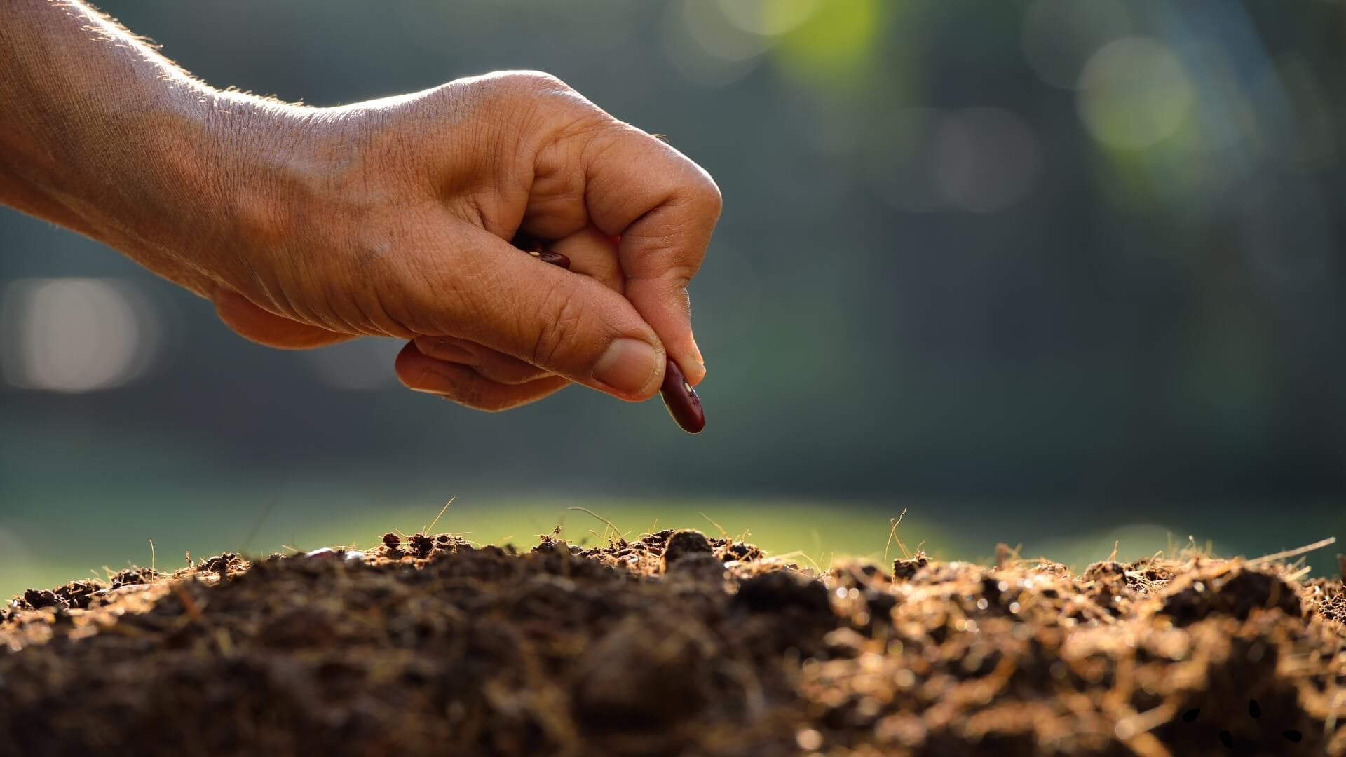 Zillay Seeds vegetable seed operations in Gujranwala, Pakistan