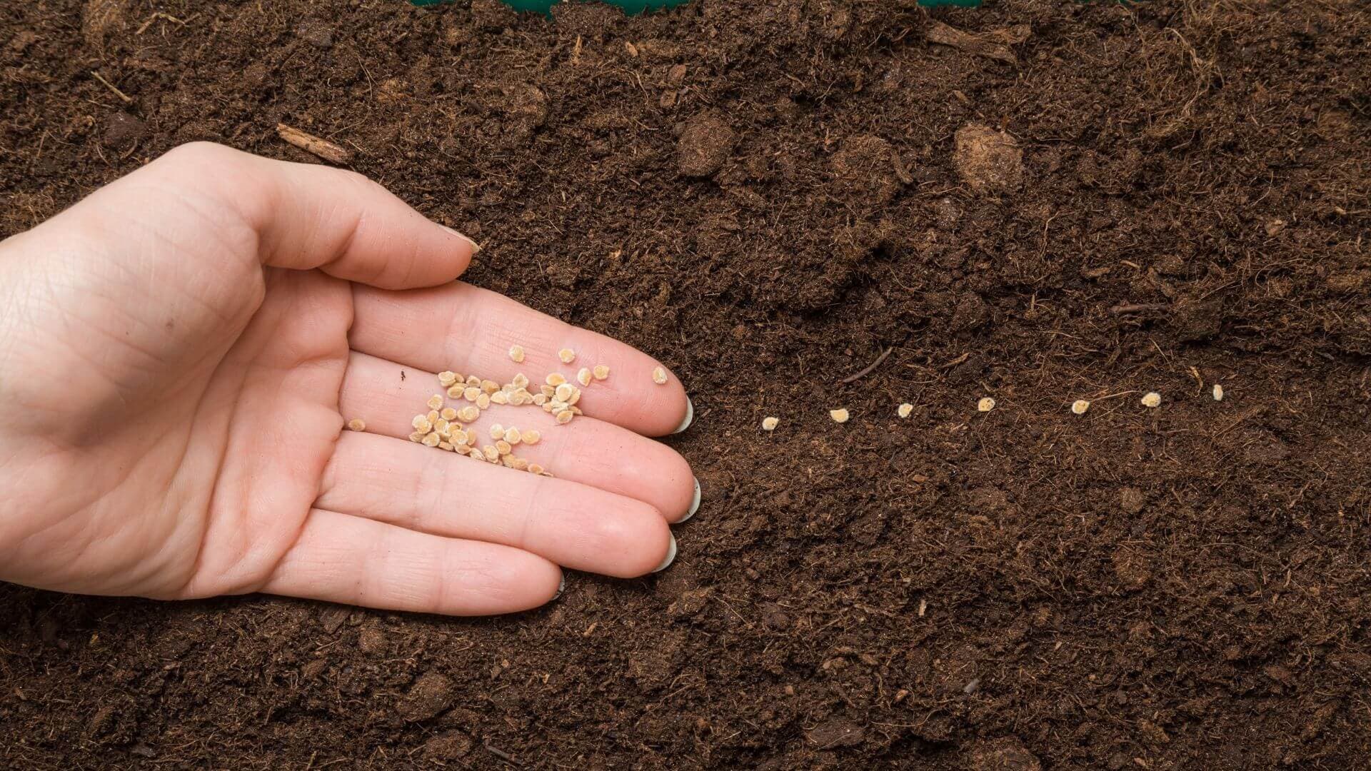 Zillay Seeds Pvt Ltd vegetable seed business in Gujranwala, Punjab, Pakistan
